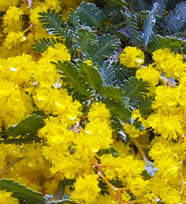 ギンヨウアカシア 銀葉アカシア の花言葉と誕生花 花の持つ言葉