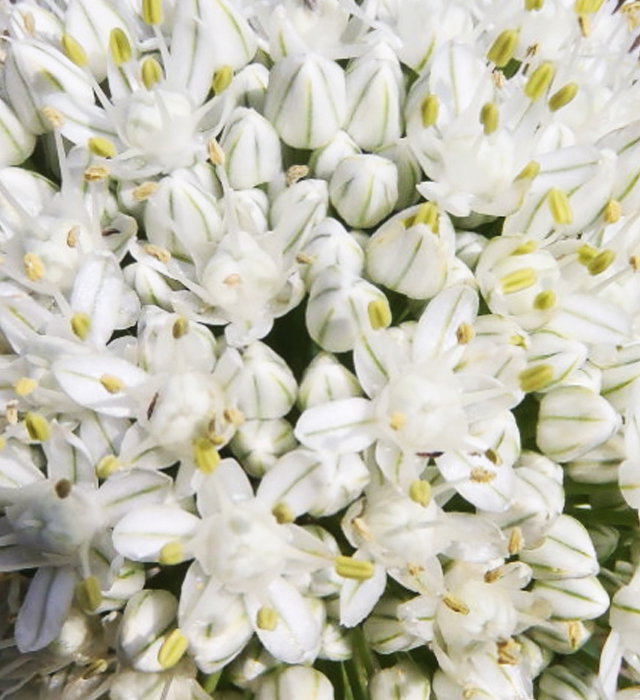 タマネギ 玉葱 の花言葉と誕生花 花の持つ言葉