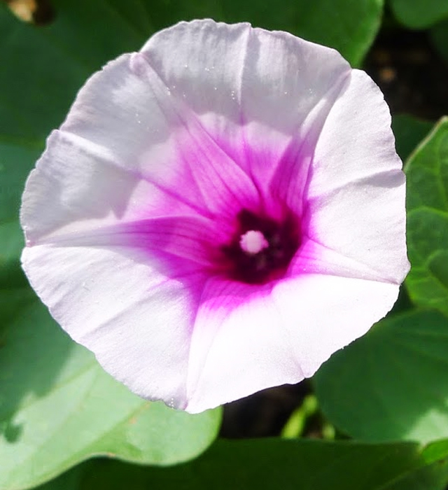 サツマイモ 薩摩芋 の花の花言葉と誕生花 花の持つ言葉