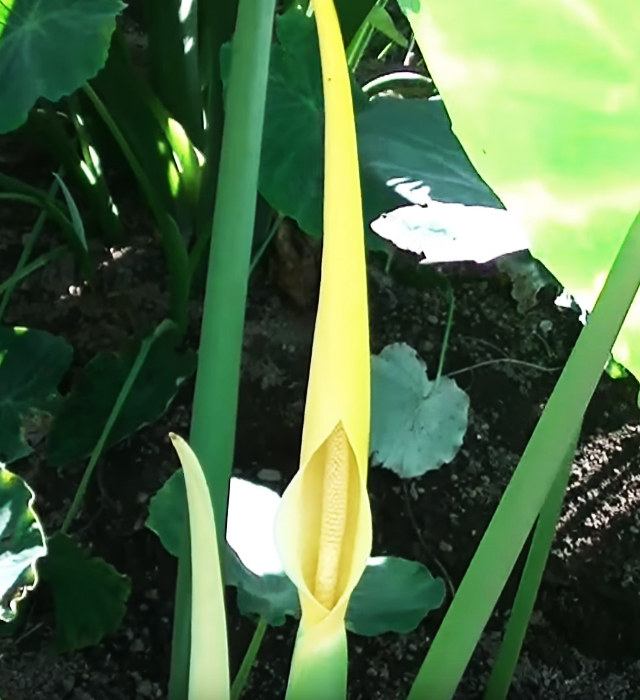 サトイモ 里芋 の花言葉と誕生花 花の持つ言葉