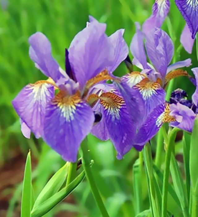 ジャーマンアイリスの花言葉と誕生花 花の持つ言葉