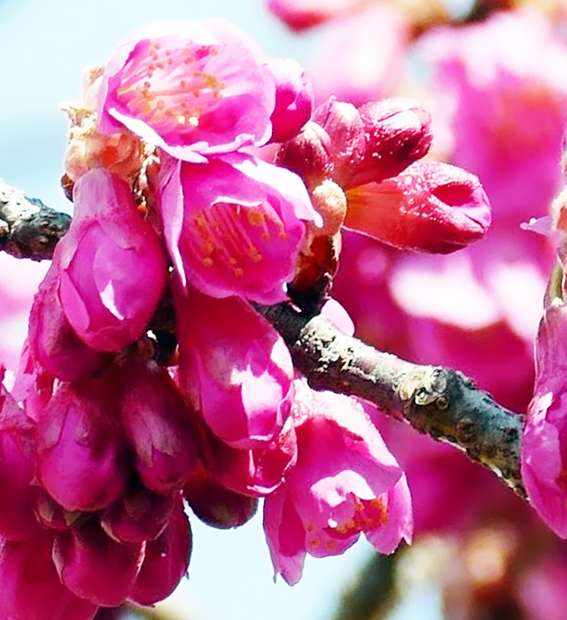 カンヒザクラ 寒緋桜 の花言葉と誕生花 花の持つ言葉