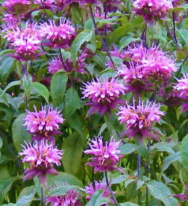 モナルダの花言葉と誕生花 花の持つ言葉