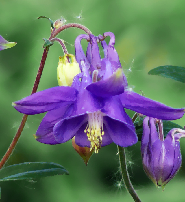 セイヨウオダマキ 西洋苧環 の花言葉と誕生花 花の持つ言葉