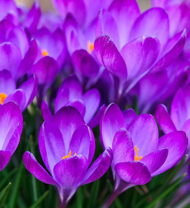 クロッカスの花言葉と誕生花 花の持つ言葉