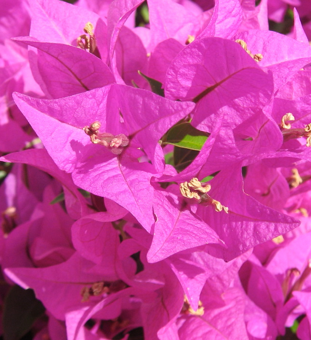 ピンク色のブーゲンビリアの写真