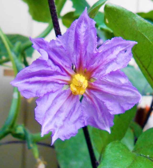 ナス 茄子 の花言葉と誕生花 花の持つ言葉