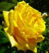 黄色のバラ（薔薇）の写真
