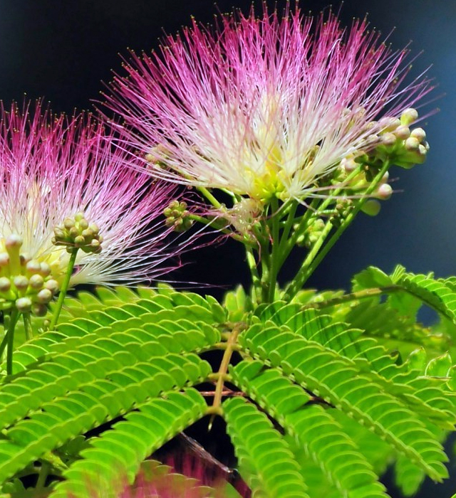 ネムノキ 合歓の木 合歓木 の花言葉と誕生花 花の持つ言葉